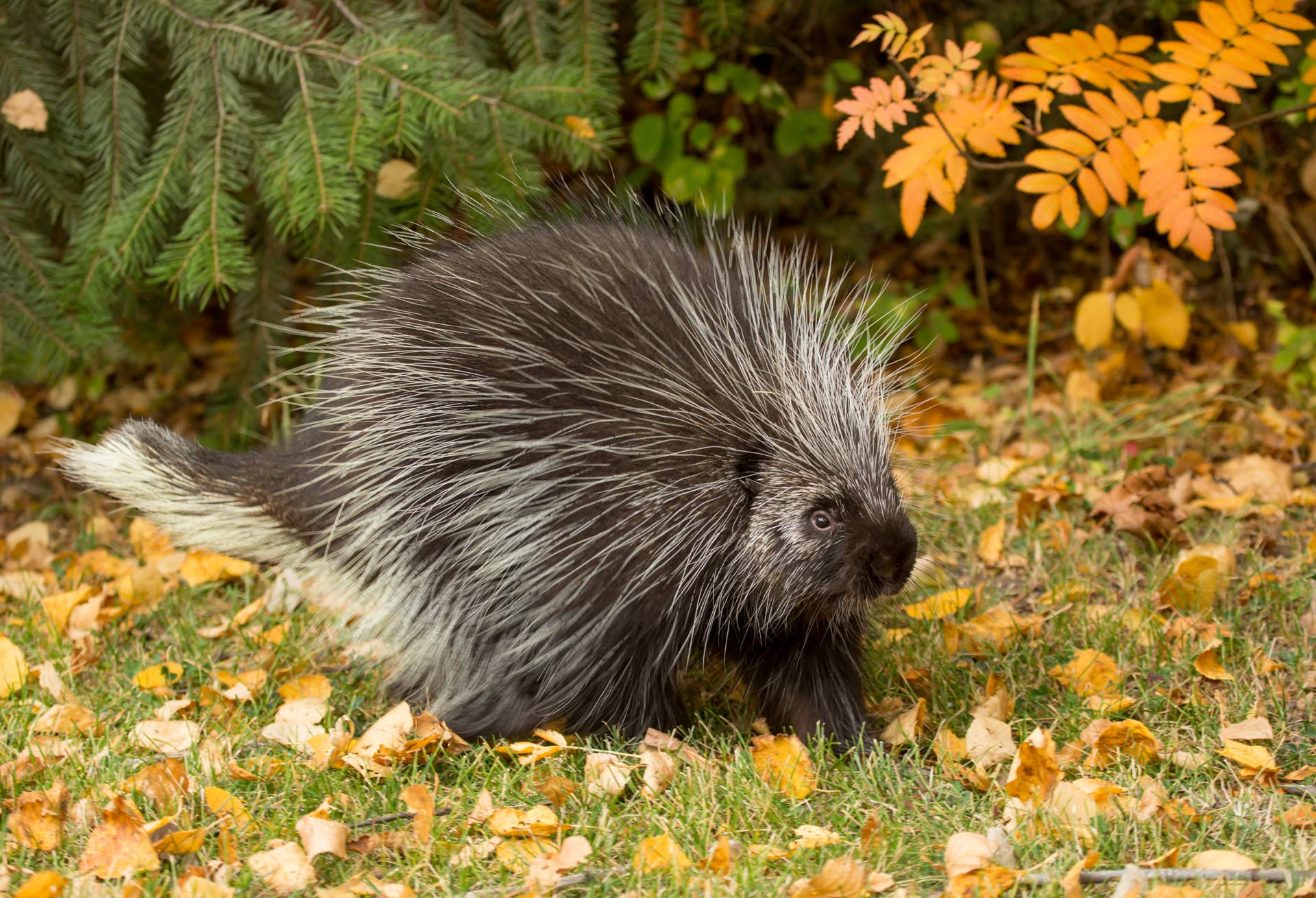 Video of Porcupine Enjoying an Ear of Corn Is a Total MustSee