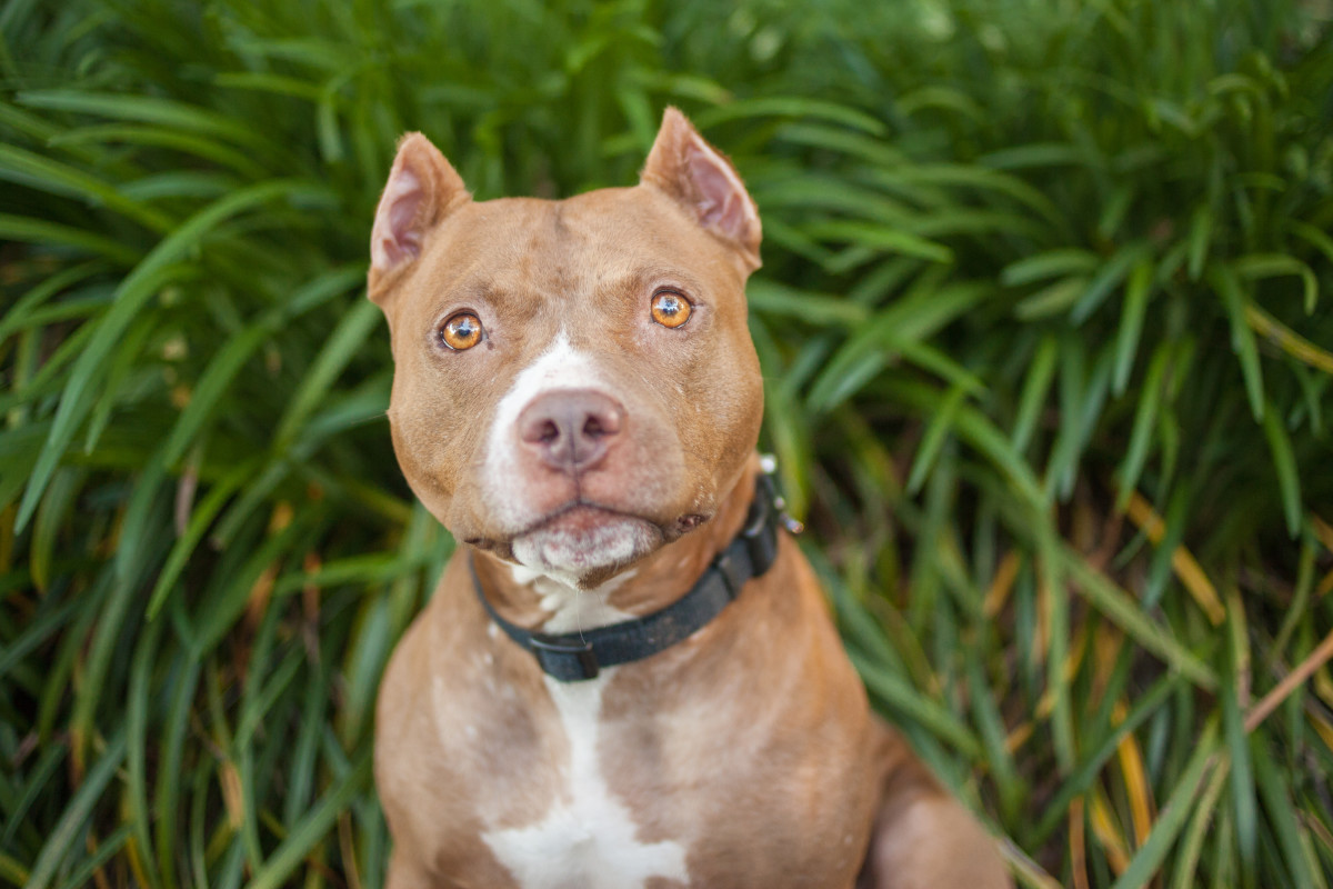 Neighbor's Dog Breaks Into Woman's House for Cuddles and We're So Here For It PetHelpful News