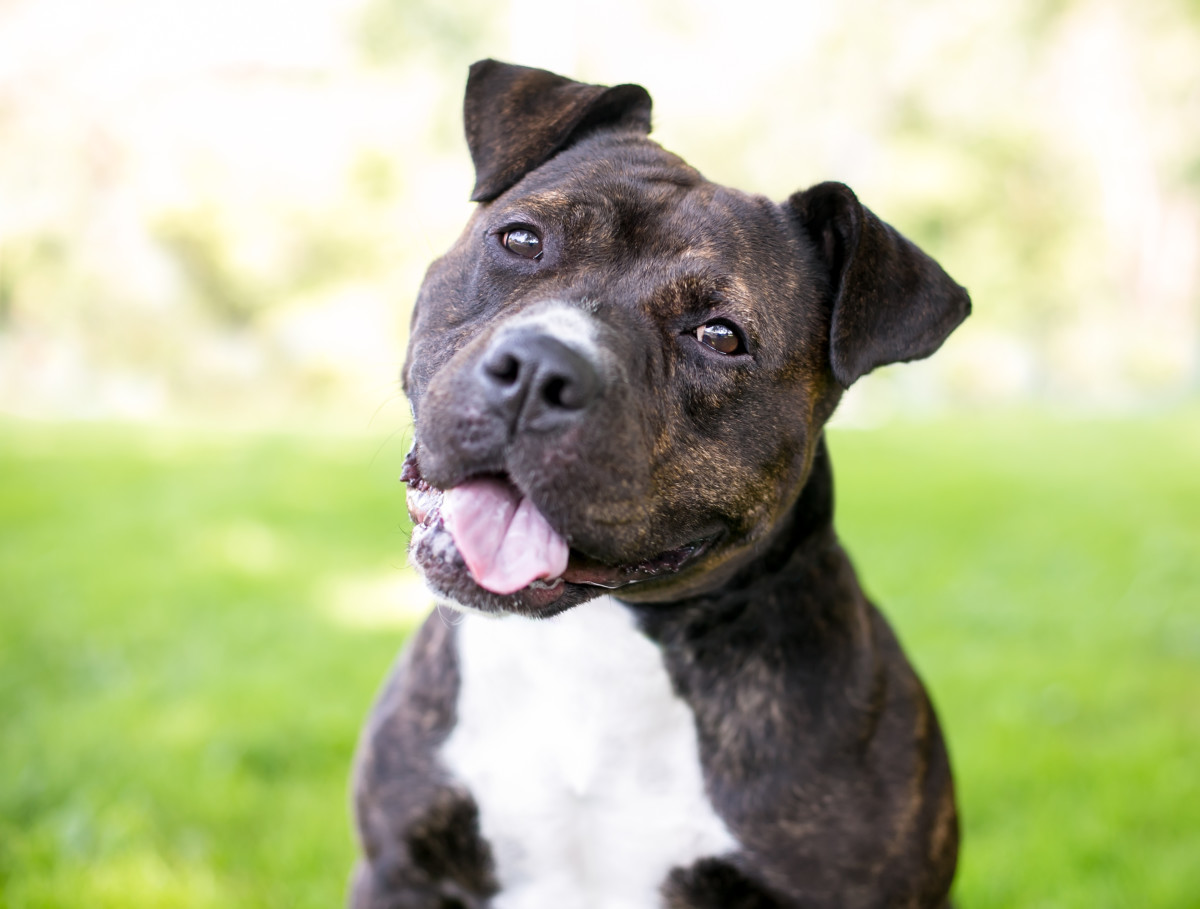 Video of 'Longest Resident' Shelter Dog Being Ignored by Potential ...