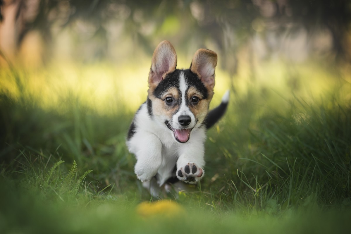 Corgi Puppy Tries To Play With Horses In The Barn In Irresistible Video 