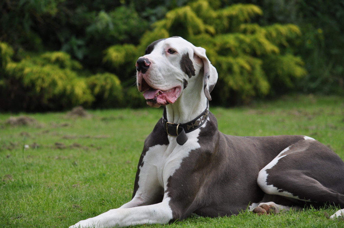 Great Dane's Reaction to Getting a New Gigantic Bed Couldn't Be Cuter ...