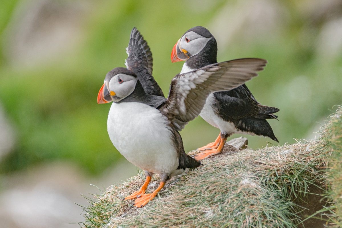 Icelandic Tradition of 'Throwing' Puffins Is Not Something You See ...