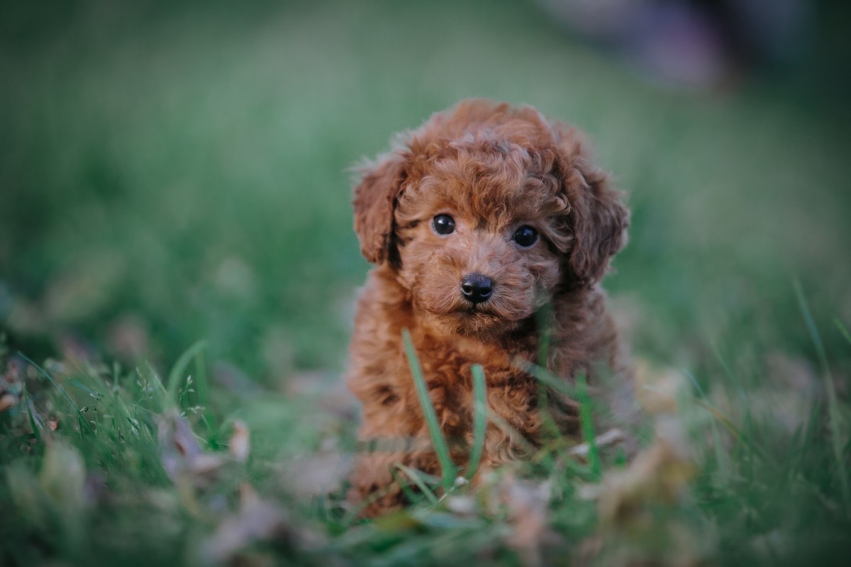 little-boy-s-reaction-to-being-woken-up-by-a-surprise-puppy-is