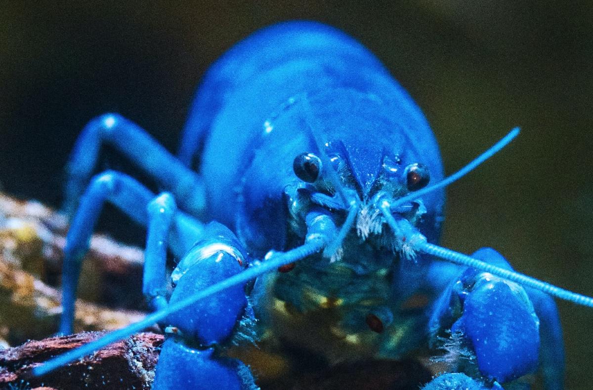 Video of Extremely Rare Blue Lobster Caught by Maine Fisherman Is Going Viral PetHelpful News
