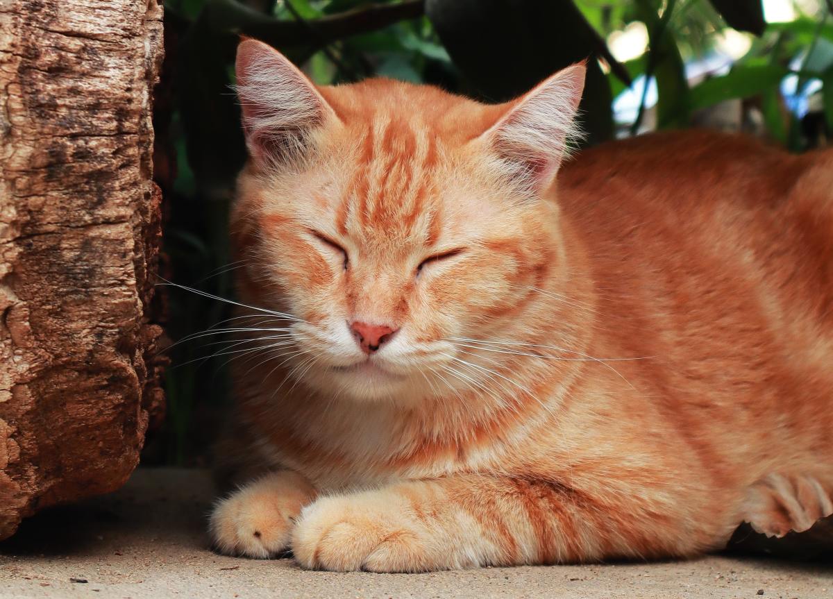 15 Year Old Cat s Reaction To Cat House In The Back Yard Couldn t Be 