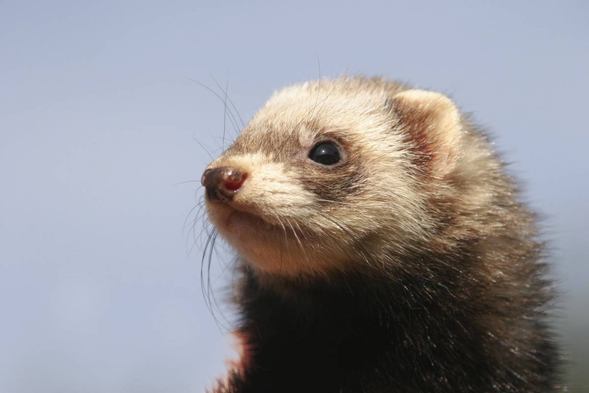 Ferret's Reaction to His First Puppuccino Has People Laughing Out Loud ...