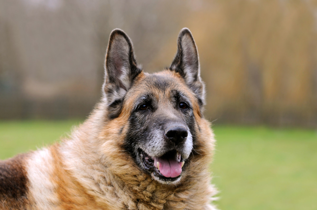 Dog's Cute Reaction to Trying Broccoli Couldn't Be More Irresistible