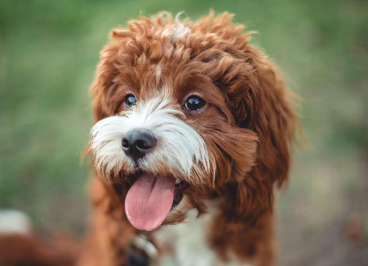 Chic DogFriendly Hotel in London Even Comes With PupApproved