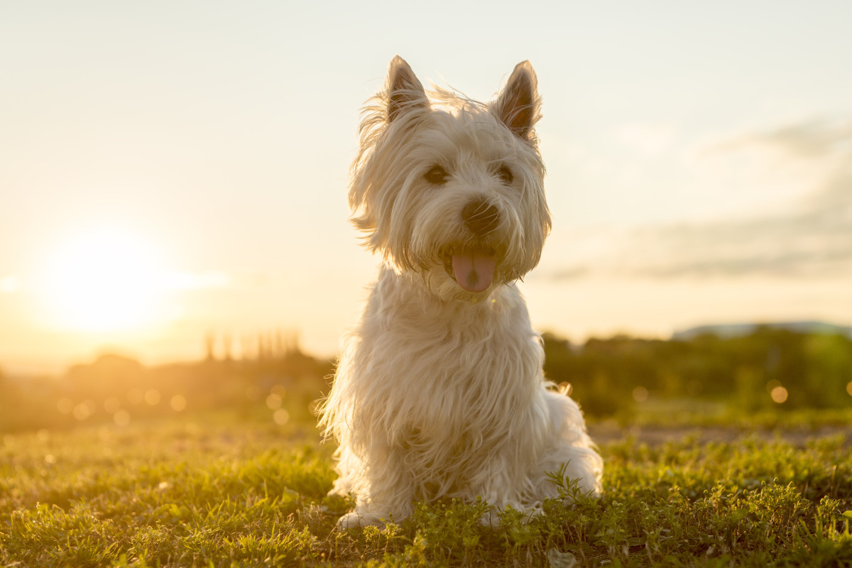 Adorable Westie Takes a Scenic Hike in Scotland in Video We Want to