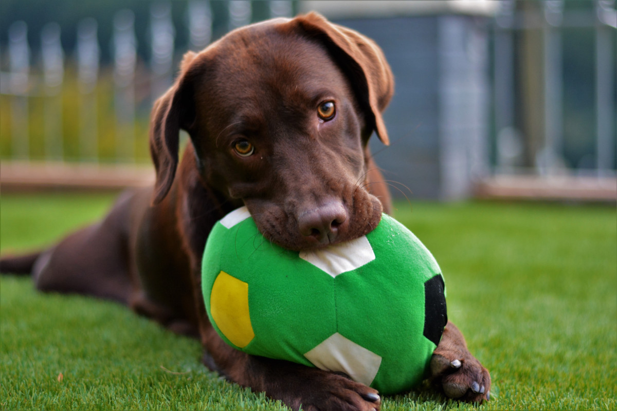 Starting A Dog Day Care Business