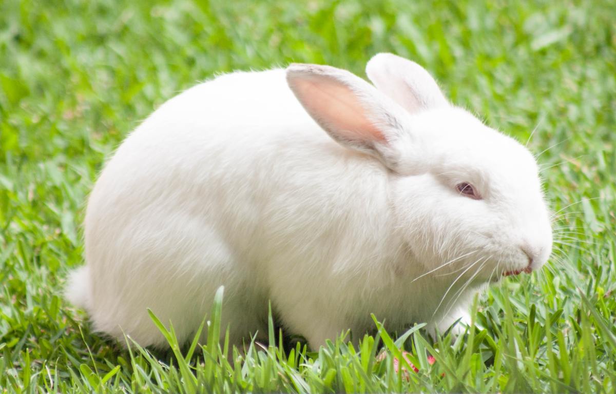 woman-finds-abandoned-bunny-dumped-on-her-farm-and-it-s-just-so