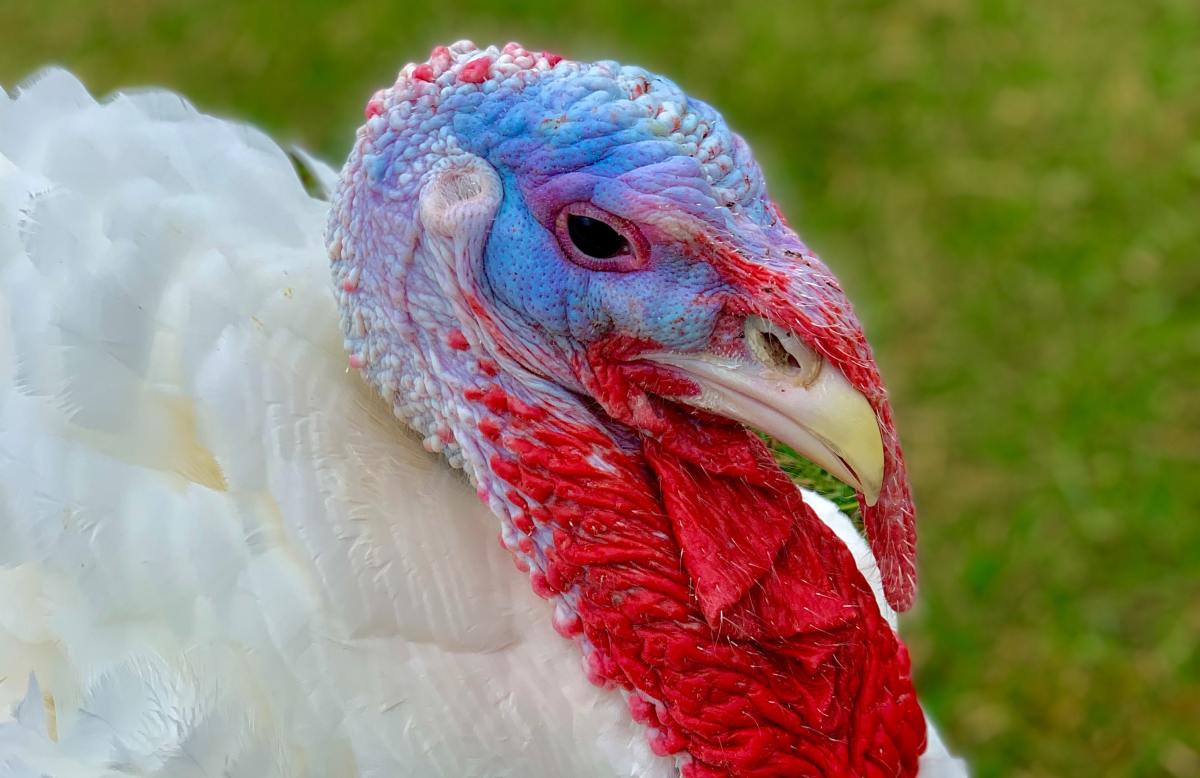 Rescue Turkey Gets Sung 'Happy Birthday' in Video That's Impossible to ...