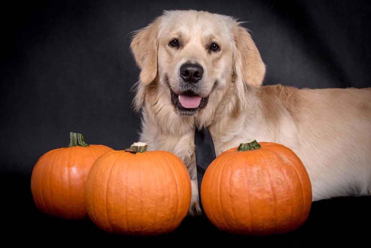 Golden Retriever's Spooky Photoshoot Has Us Ready To Decorate For ...