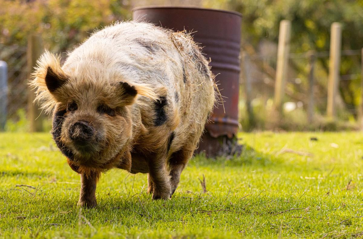 Pet Pig's Excited Reaction to Getting Zucchini Slices Is Downright ...