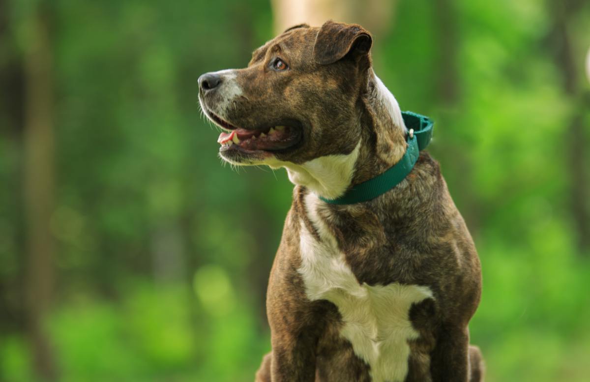 Dog Who's Starting to 'Lose Her Smile' After a Year in the Shelter ...