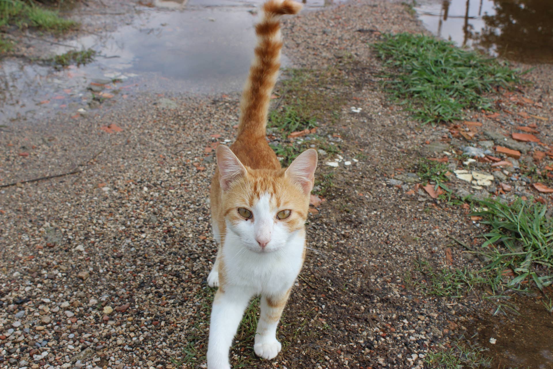 Stranded Cat Man Hailed a Hero for Braving Hurricane Ian to Rescue a Stranded Cat in ...