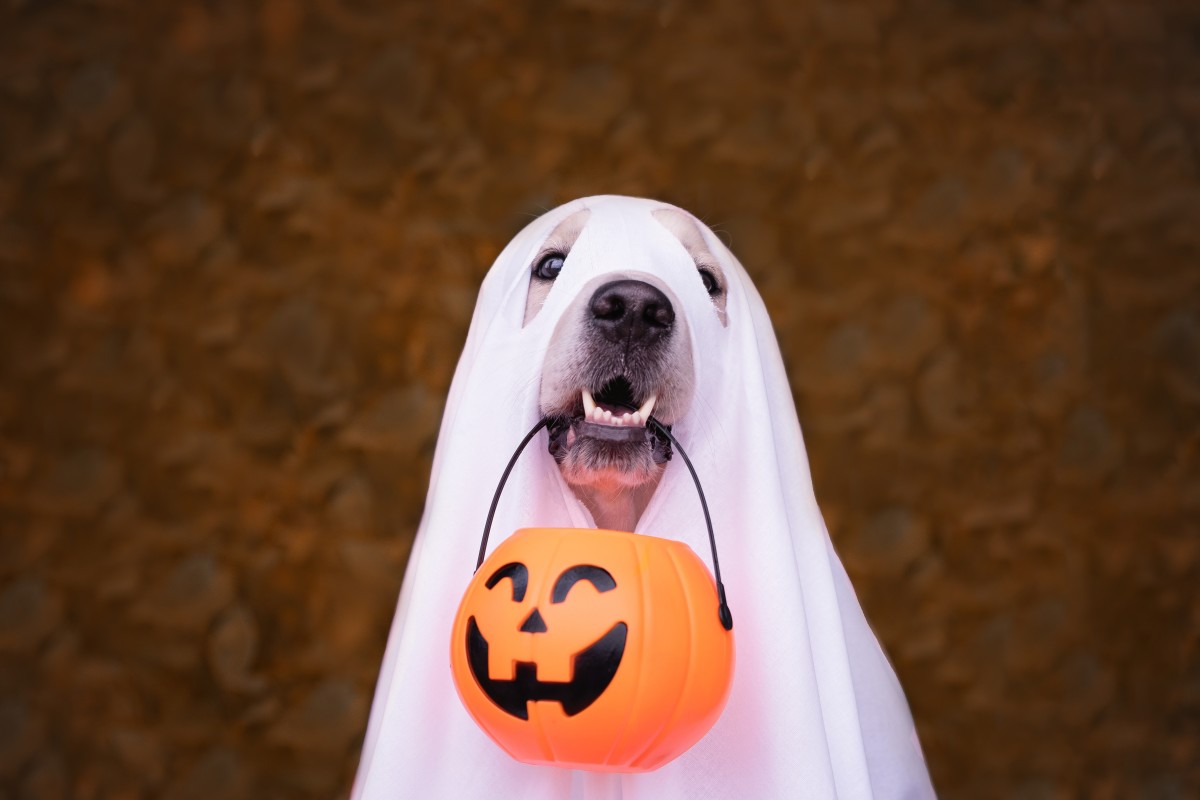 Video of Golden Retrievers 'Practicing Trick-or-Treating' Is Pure ...