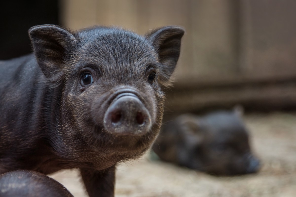 Pig Uses 'Talking Buttons' to Tell Mom What He Wants and People Are ...