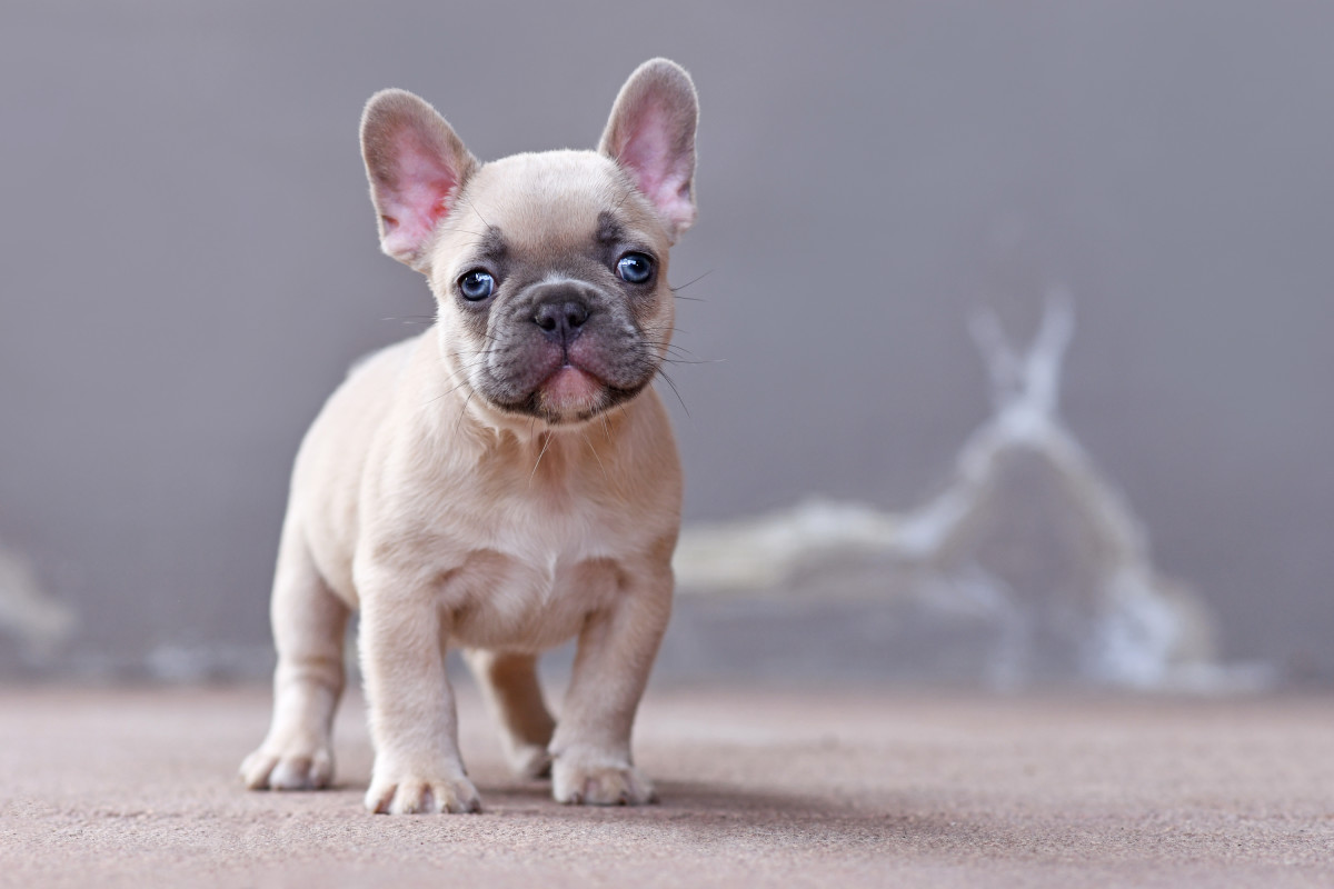 Starbucks Barista's Reaction to Serving a Pup Cup to French Bulldog ...