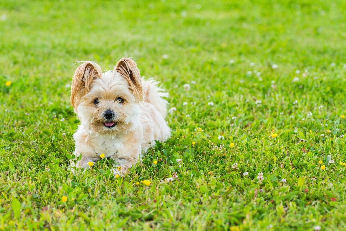 Video of Little Dog Who Was Just Surrendered After Being Adopted During ...