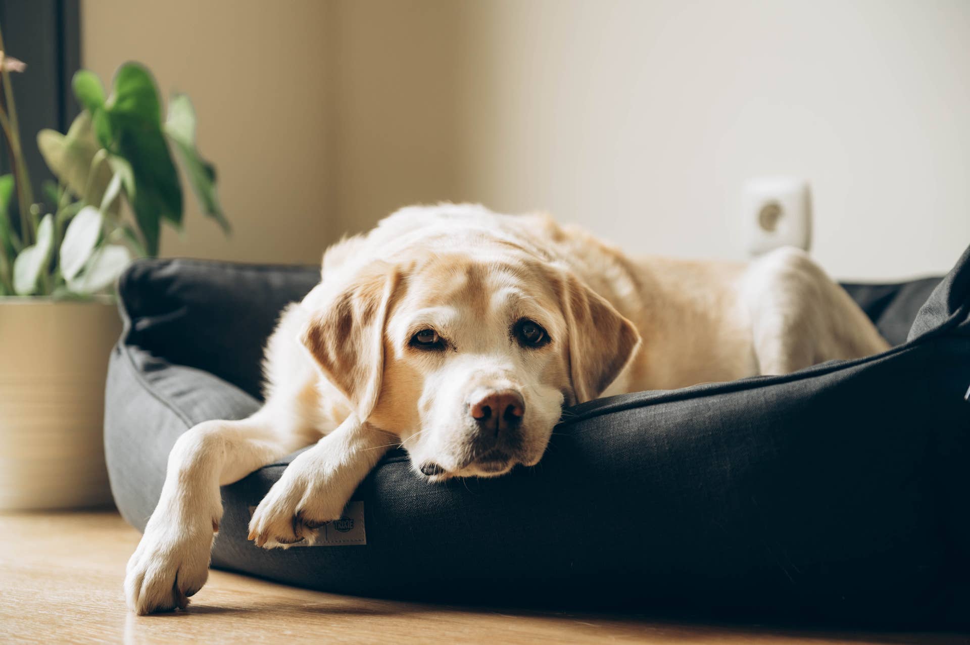 15 Year Old Labrador s Precious Bond With New Puppy Has Us Crying Happy 15-year-old-labrador-s-precious-bond-with-new-puppy-has-us-crying-happy