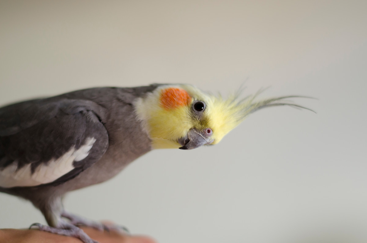 La vidéo virale de Cockatiel qui s'éclate au rythme de la musique ne