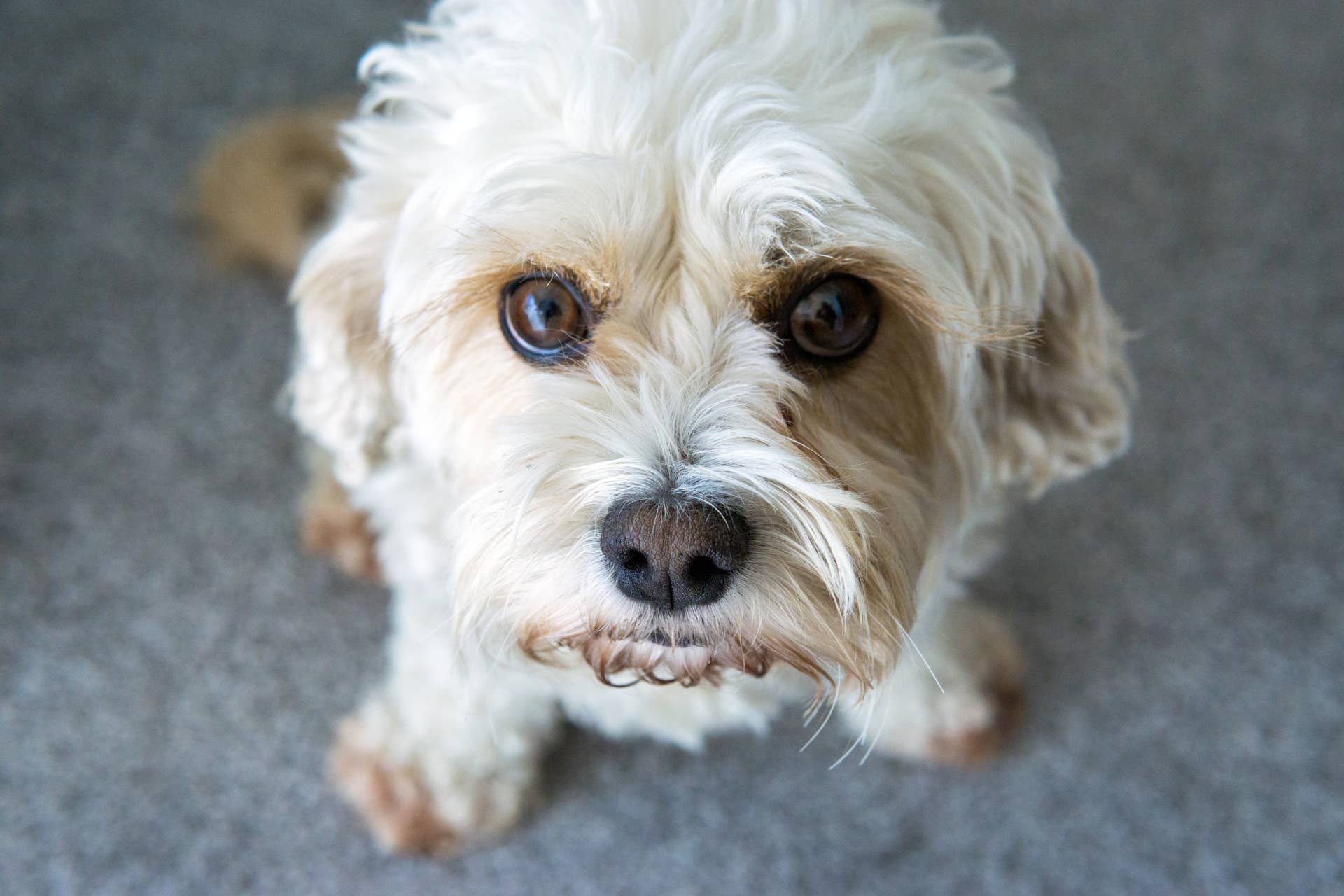 Video of 2YearOld Dog Realizing He's Just Been Surrendered Is