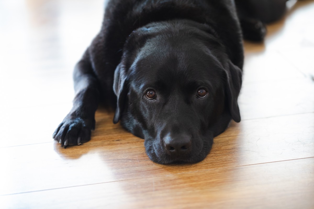 Man s Video Showing Workouts With His Service Dog Is Too Cute For 