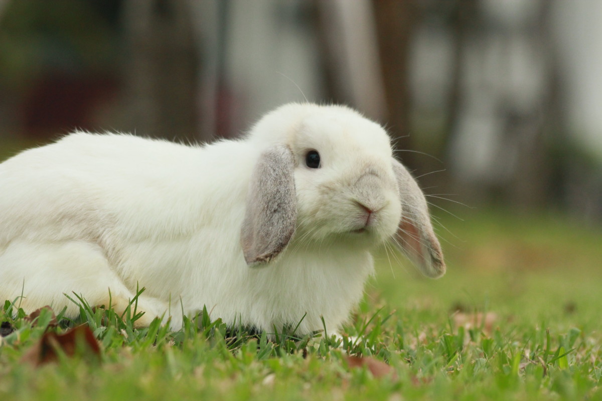 Video of Mama Bunny Gently Cleaning Her Baby Is Absolutely Precious