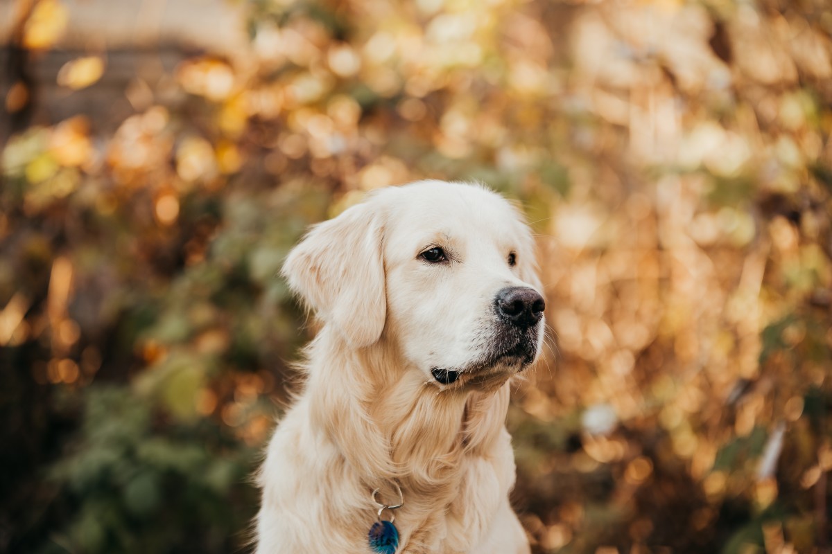 Golden Retriever's Adorable Fear of Halloween Yard Decorations Is