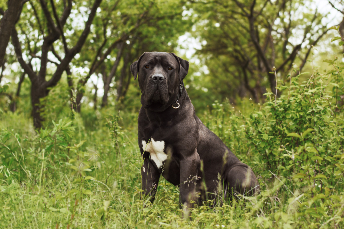 Video of the 'Biggest Pup' at California Shelter Is Stealing Everyone's