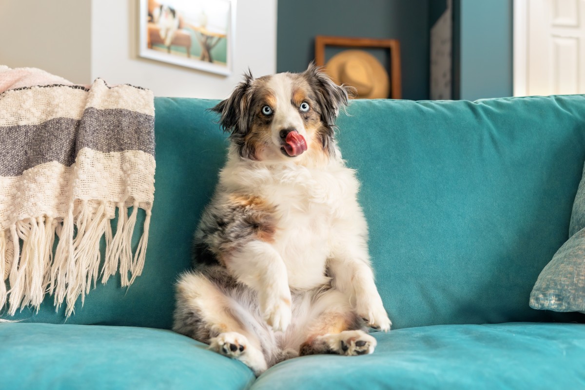 dog-s-totally-hilarious-and-unique-way-of-sitting-has-us-completely