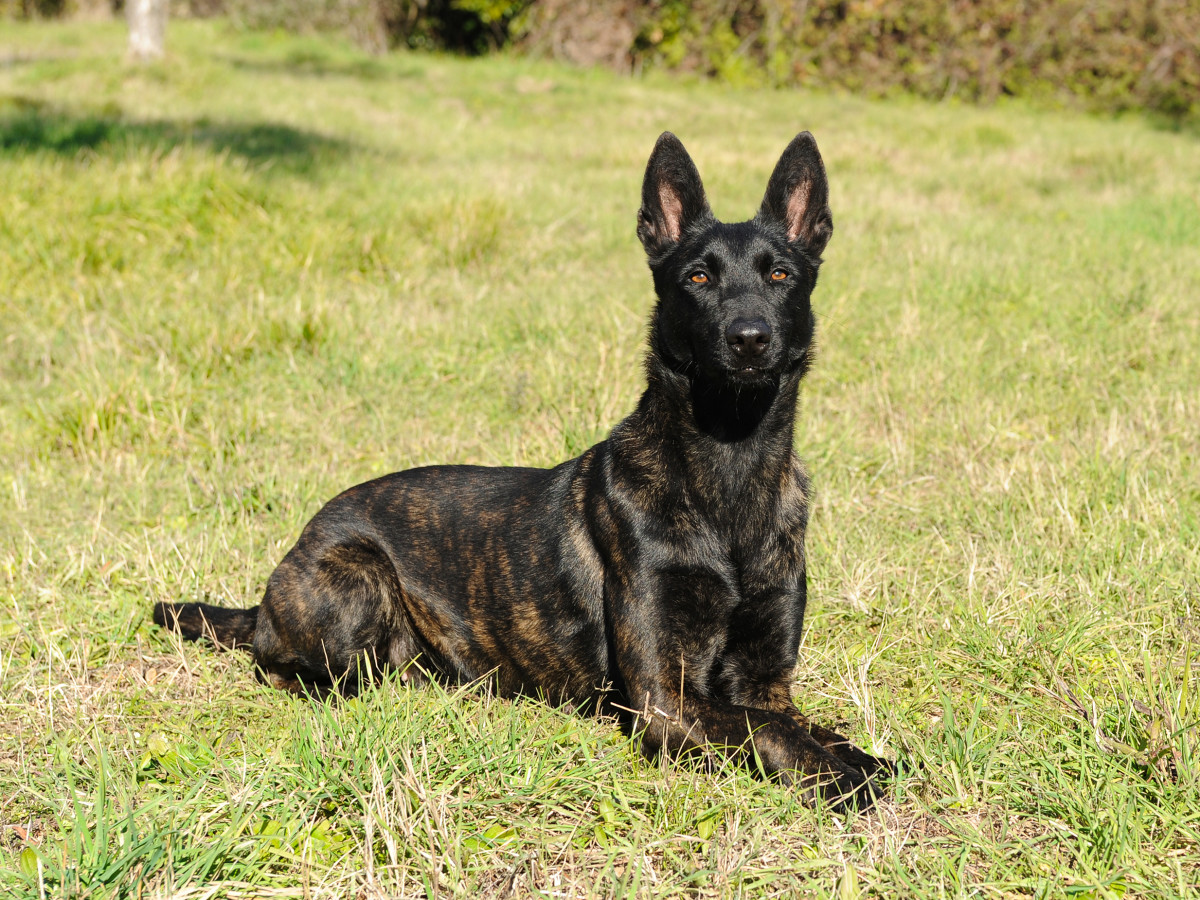 Viral Video of K9 Dog Receiving His Send-Off Into Retirement Has People ...