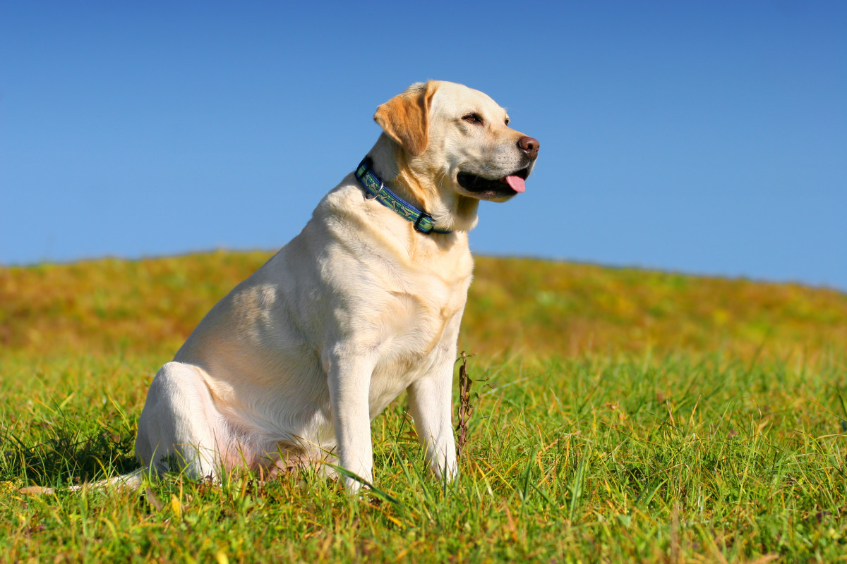 Yellow Labrador's Adorable Way of Asking Mom to Move His Bed in the Sun ...