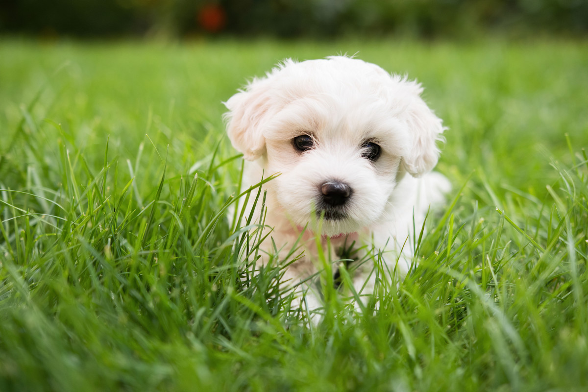 Video of Baby Sweetly Cuddling With Tiny Puppy Is Giving People the ...