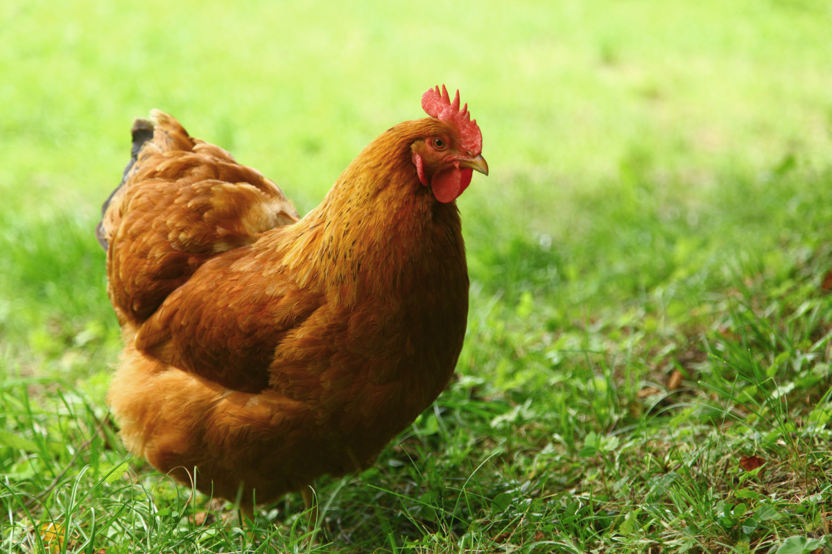 Chicken's Heartfelt Reaction to Receiving Love From Mom Absolutely ...