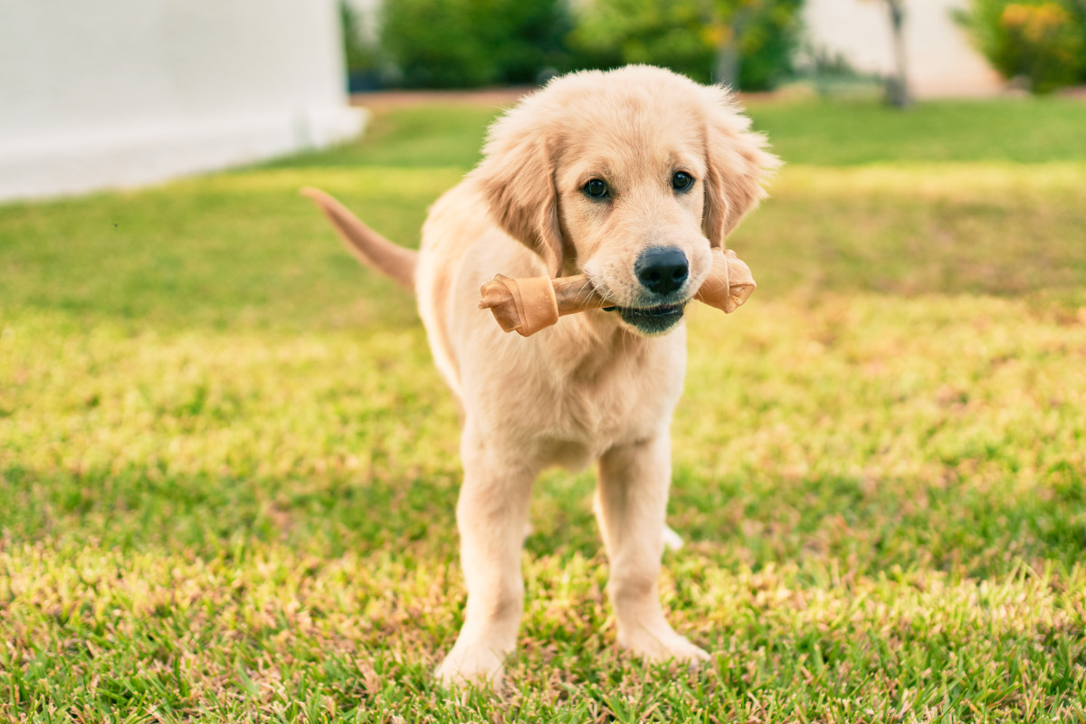 Video Showing the Sweet Bond Between Moms and Their 'Granddogs' Is Just ...