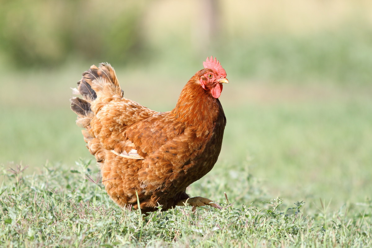 Rescue Chicken Uses the Cat Door Like a Total Pro in Video We Can't ...