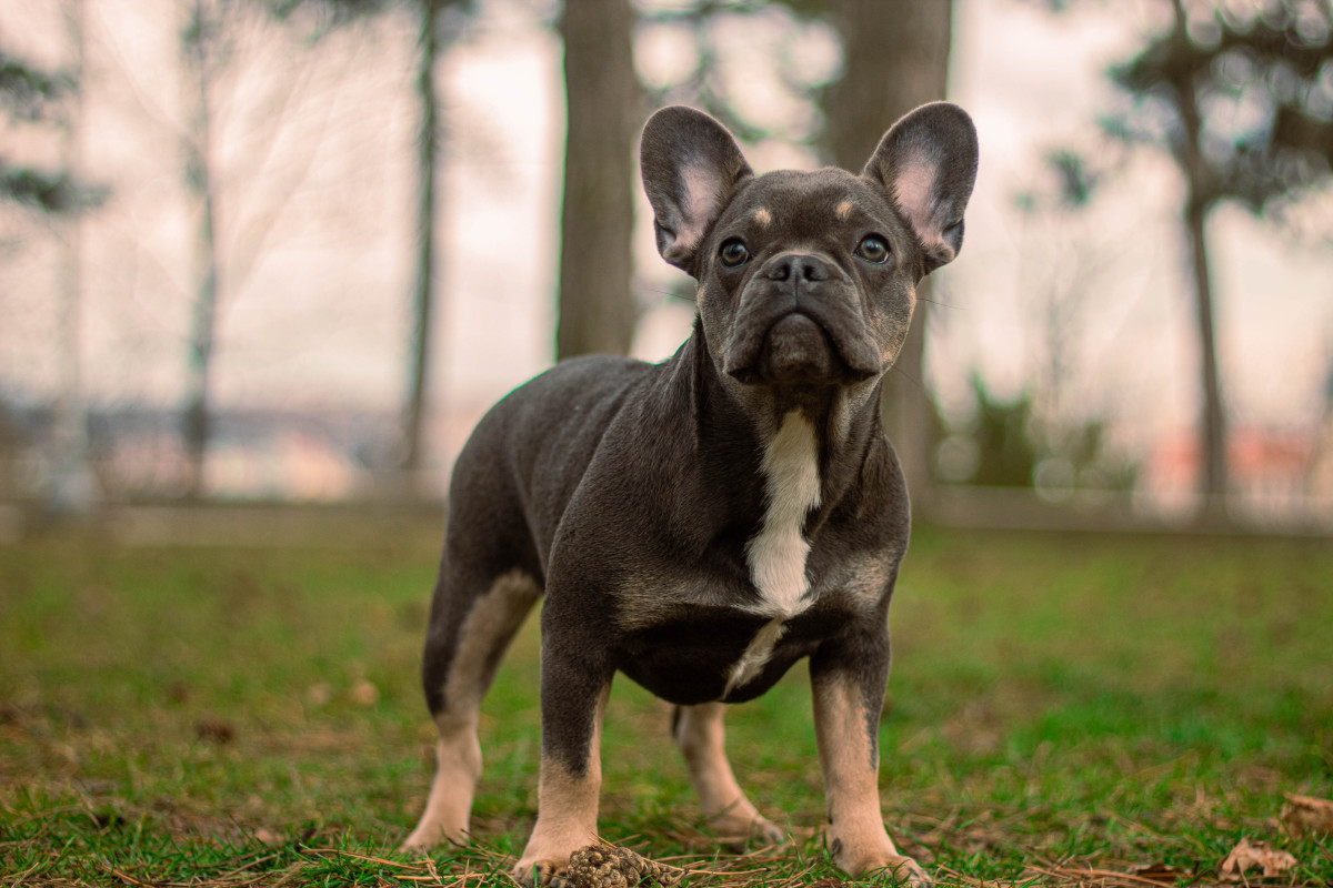 Girl Finds Stolen French Bulldog and Reunites Her With Human Mom in the ...