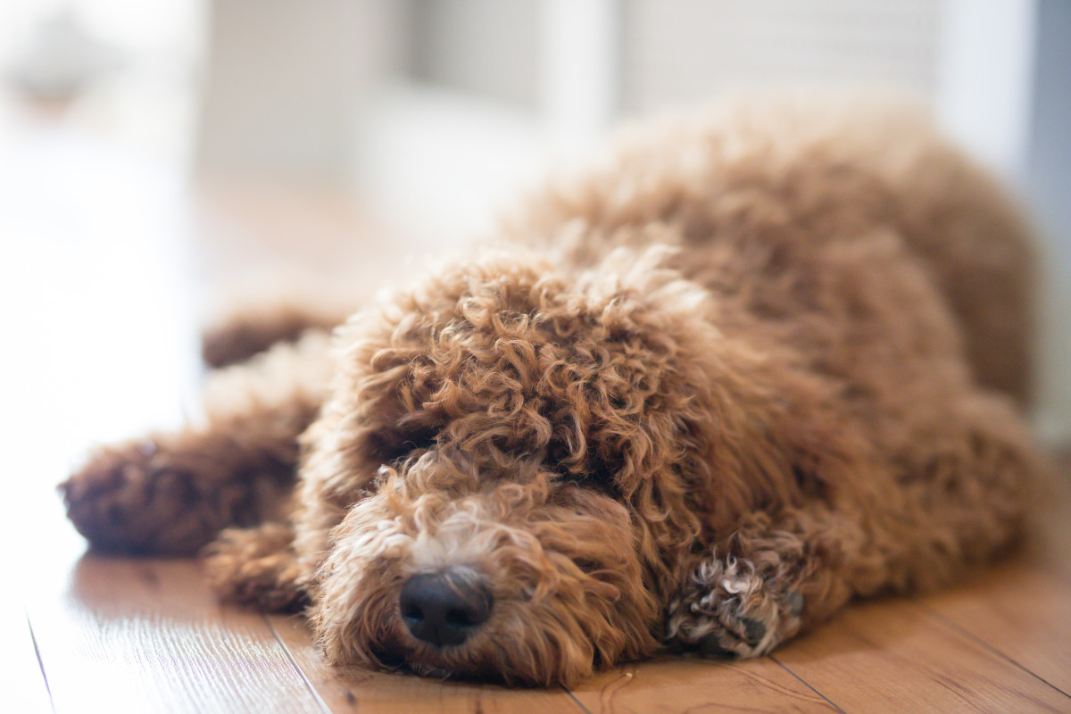 Narcoleptic Dog Enjoying His Special Birthday Treat Is Making People So 