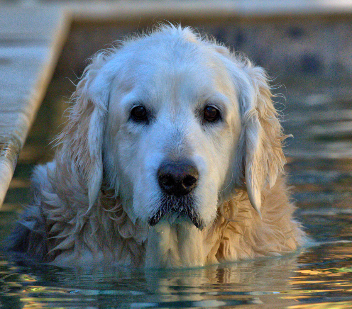 Video Of Mom Taking What Might Be A Final Swim With Her Senior Dog Has Video Of Mom Taking What Might Be A Final Swim With Her Senior Dog Has