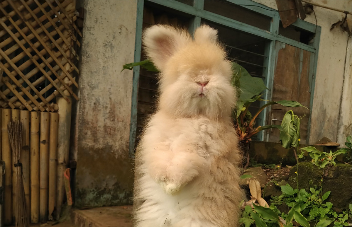 Video of Rabbit Enjoying His Huge Outdoor Playpen Is As Good As It Gets PetHelpful News