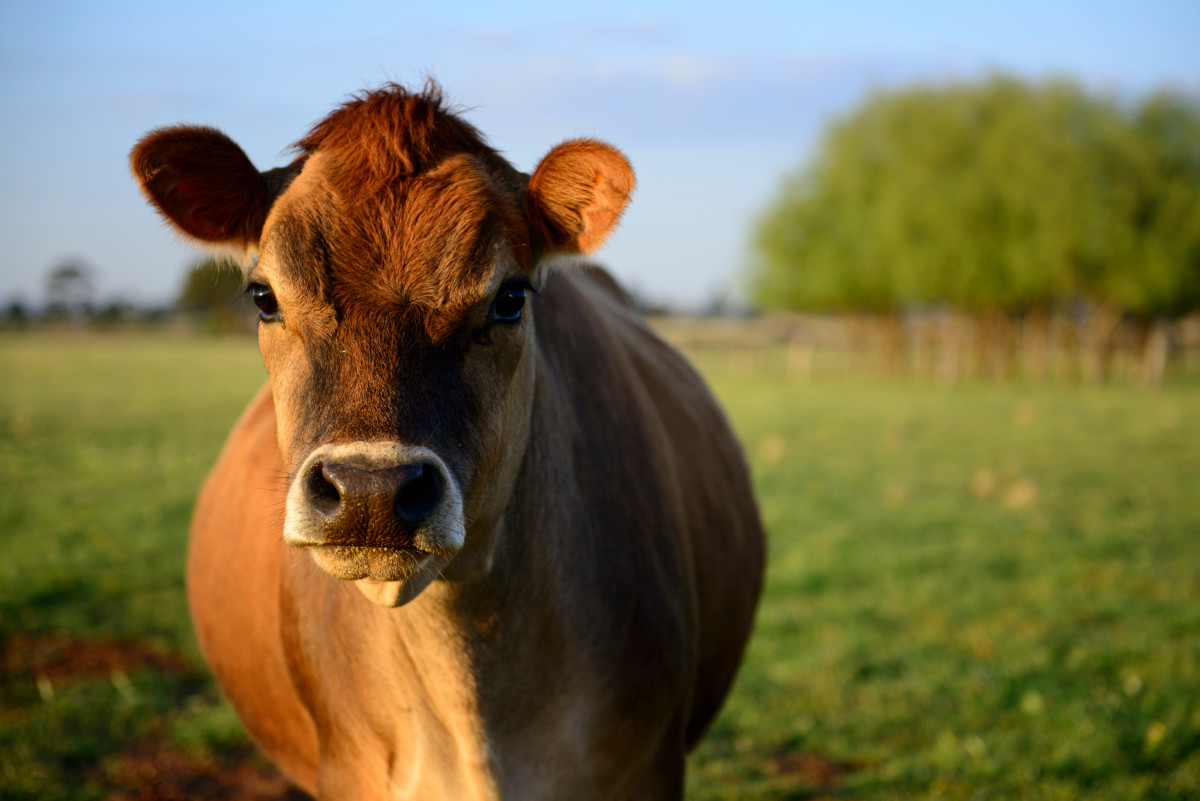 cow-s-reaction-to-reuniting-with-her-favorite-human-after-being-apart