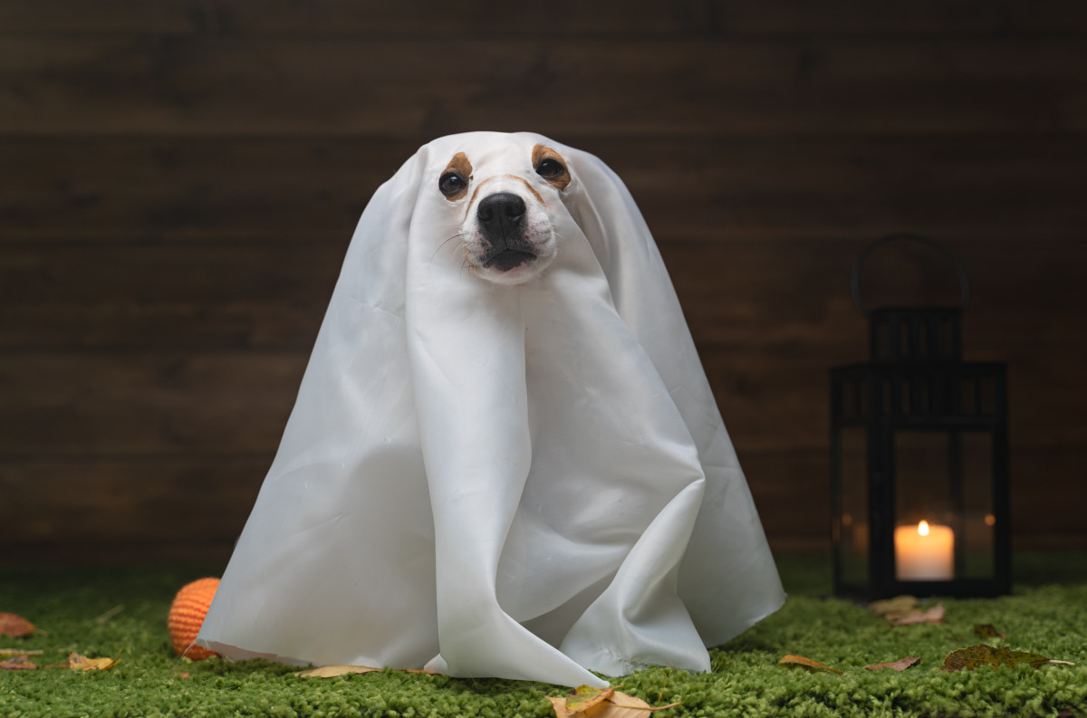 Video of Puppies 'Picking Out' Halloween Costumes Is Total Cuteness ...