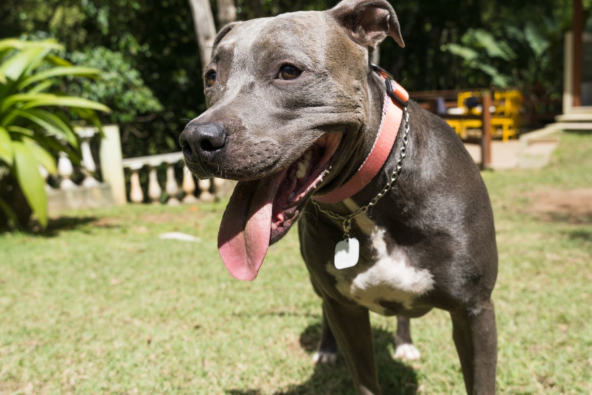 story-of-lost-dog-returning-home-after-5-years-is-giving-people-hope