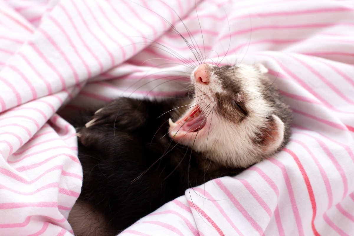 Video of Hysterical Ferret Prank Has Us LOL-ing - Pet News