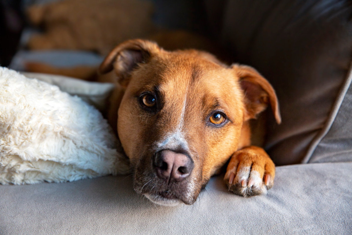 New York Dog Who's Been at the Shelter for Nearly 700 Days Deserves a ...