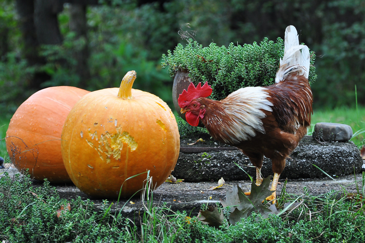 Cute Chickens Celebrate Halloween By Carving A Pumpkin Pet News