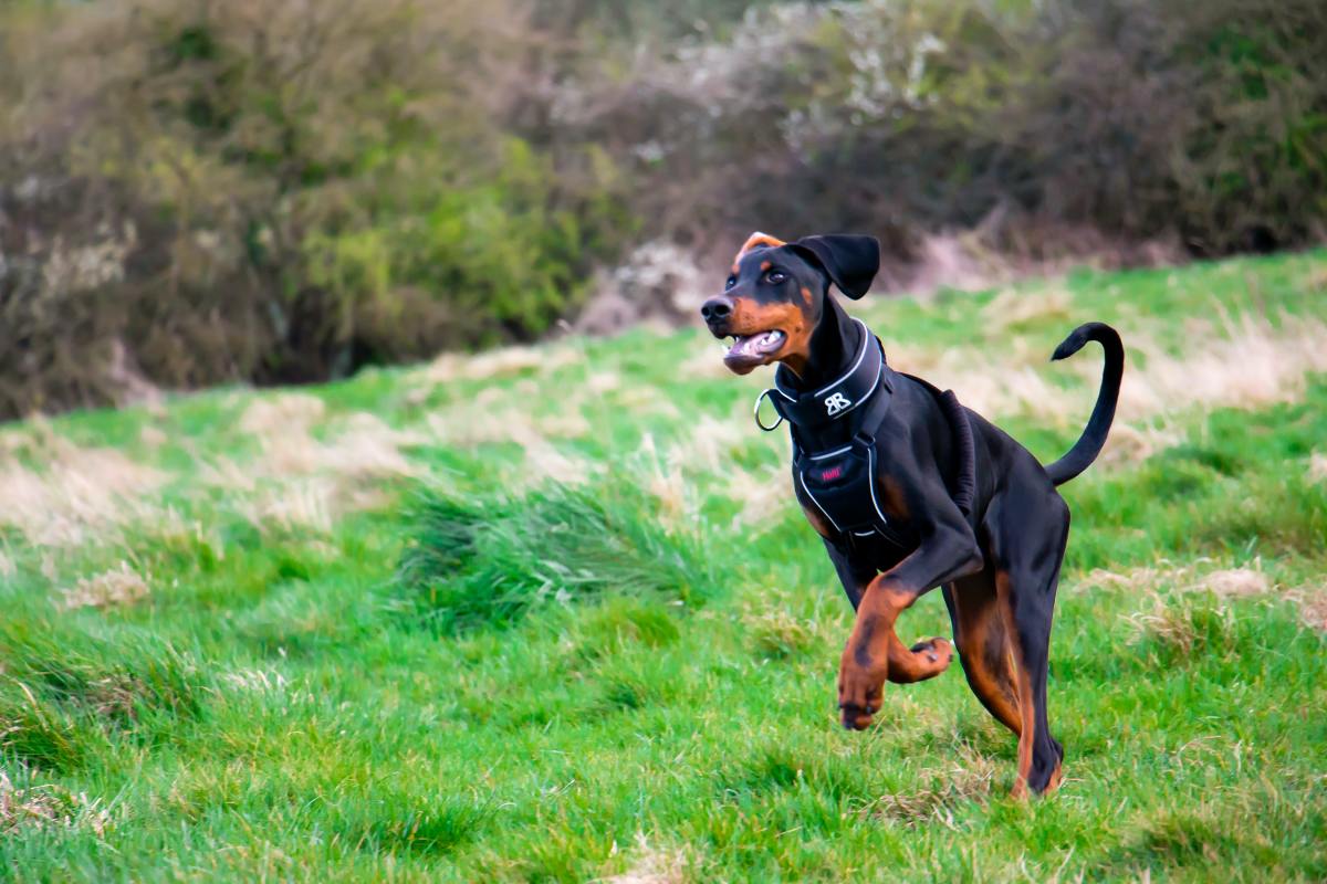 3 month doberman puppy