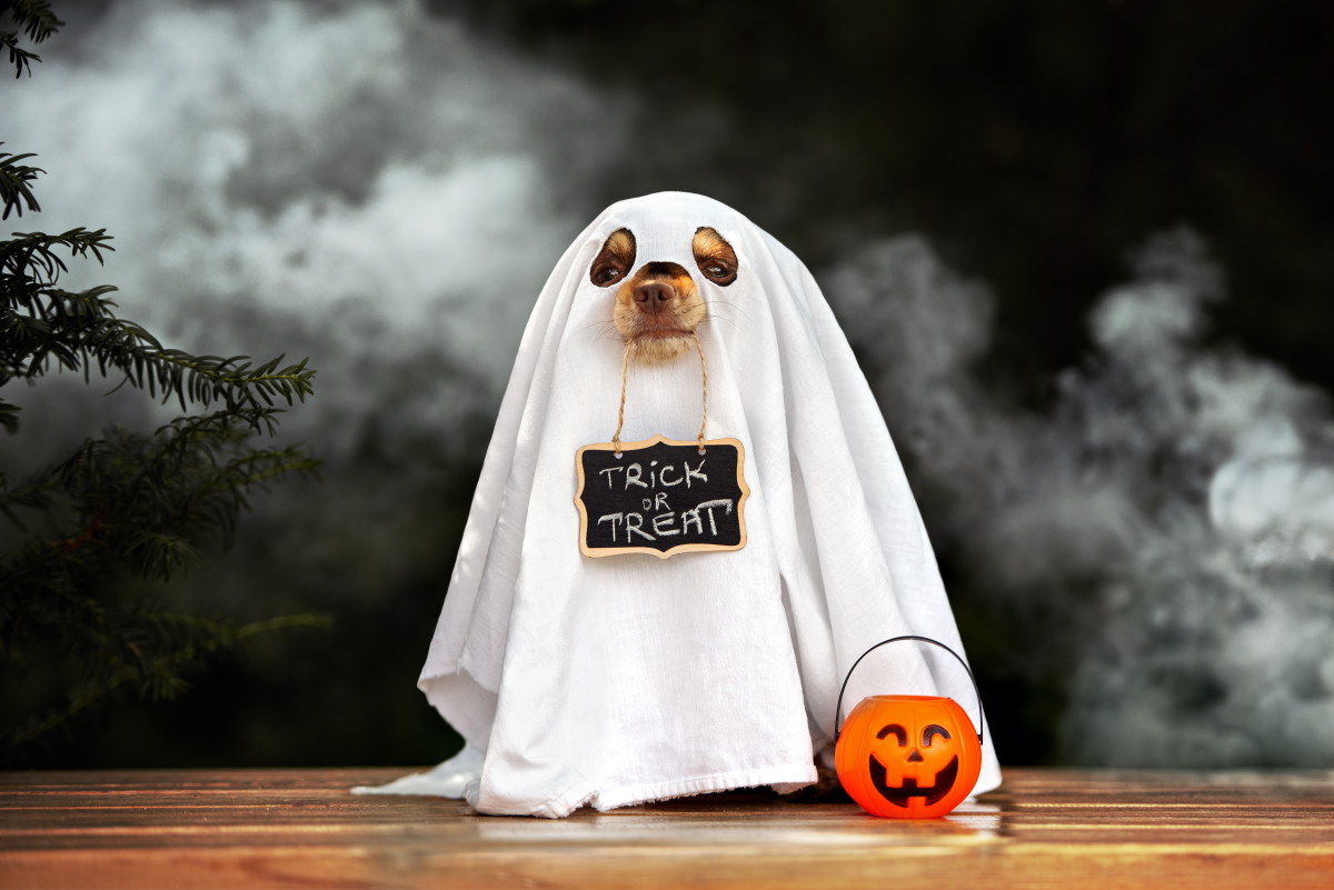 Chihuahua's Little Ghost Costume Is Ultimate Halloween Cuteness - Pet News